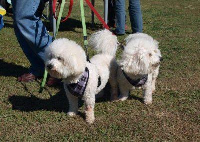 Show & Shine 2013 DM